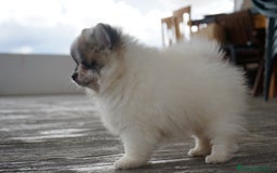 Pomerania perros en venta: 🐾 Roscón, Monk y Prodigy – Pomerania únicos 🐾 - Imagen 9