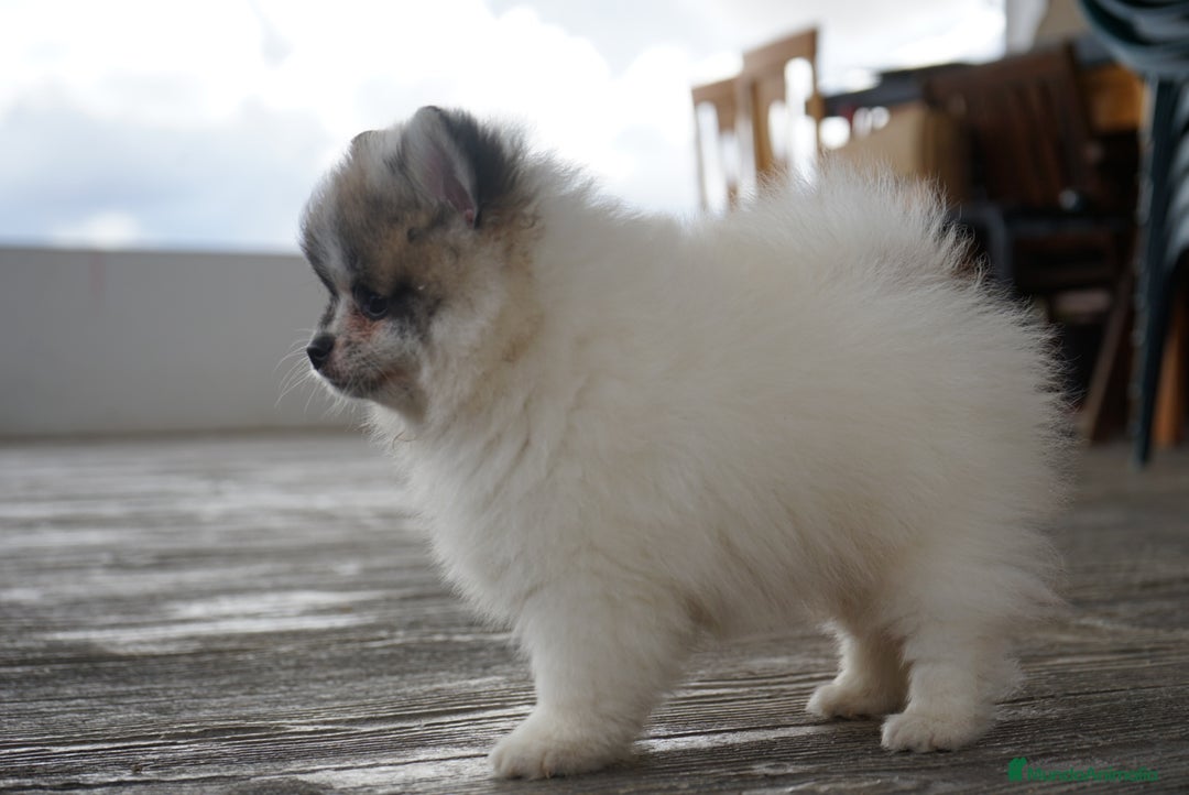 Pomerania perros en venta: 🐾 Roscón, Monk y Prodigy – Pomerania únicos 🐾 - Imagen 9