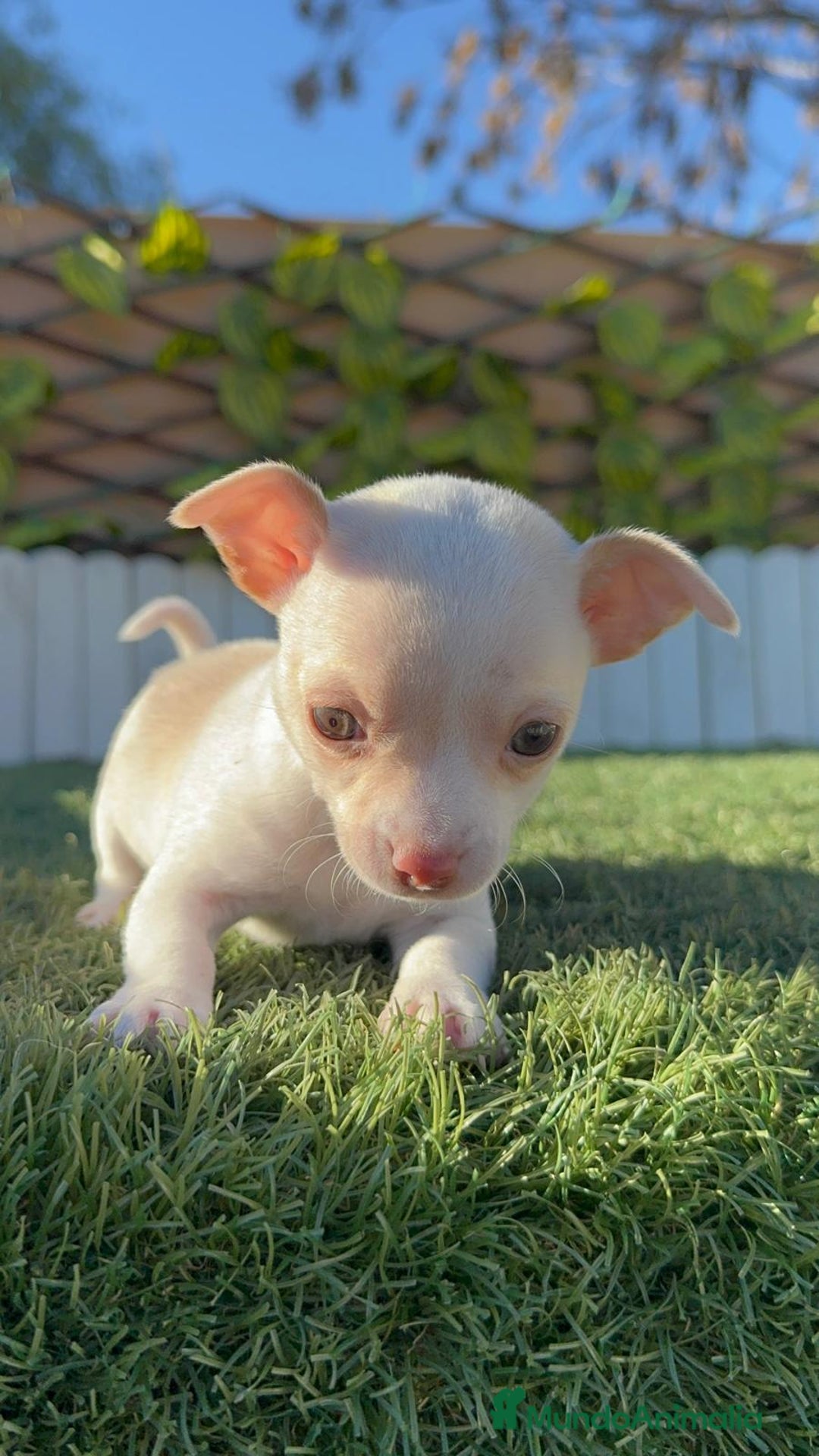 Chihuahua perros en venta: CHIHUAHUA MACHO - Anuncio 10