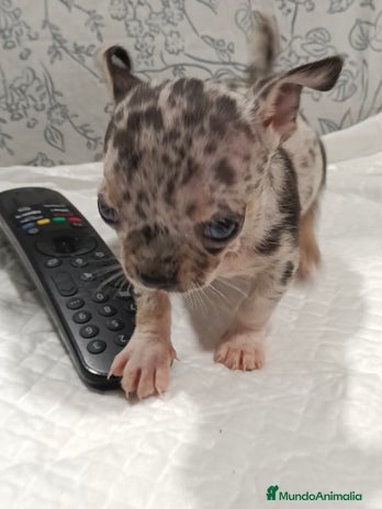 Chihuahua perros - Anuncio 11