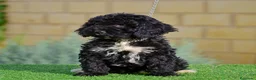 Perro de Agua Español perros en venta: Perro de agua , cachorros  - Anuncio 12