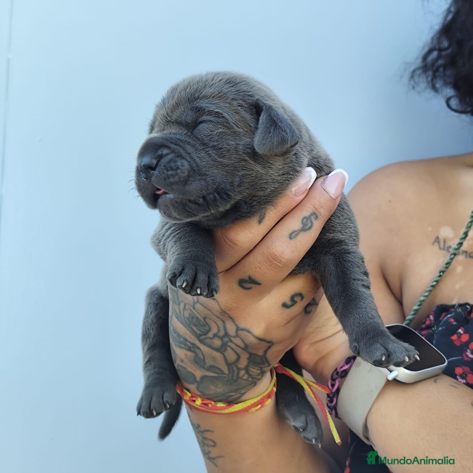 Cane Corso perros Cachorro de Cane Corso  - Anuncio 1