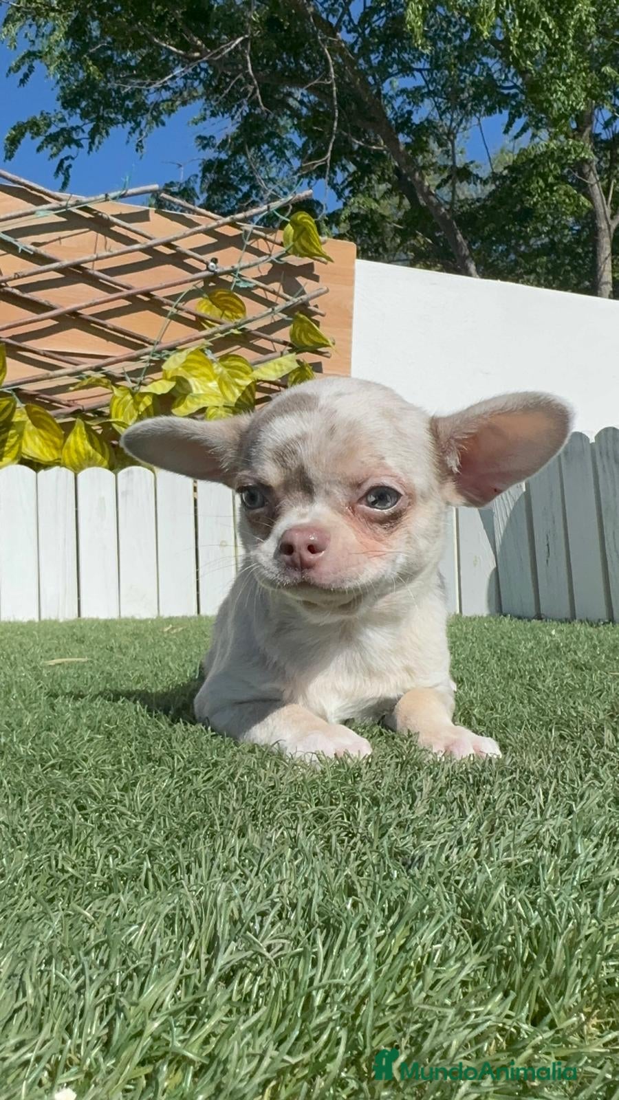 Chihuahua perros CHIHUAHUA MERLE MACHO - Anuncio 1