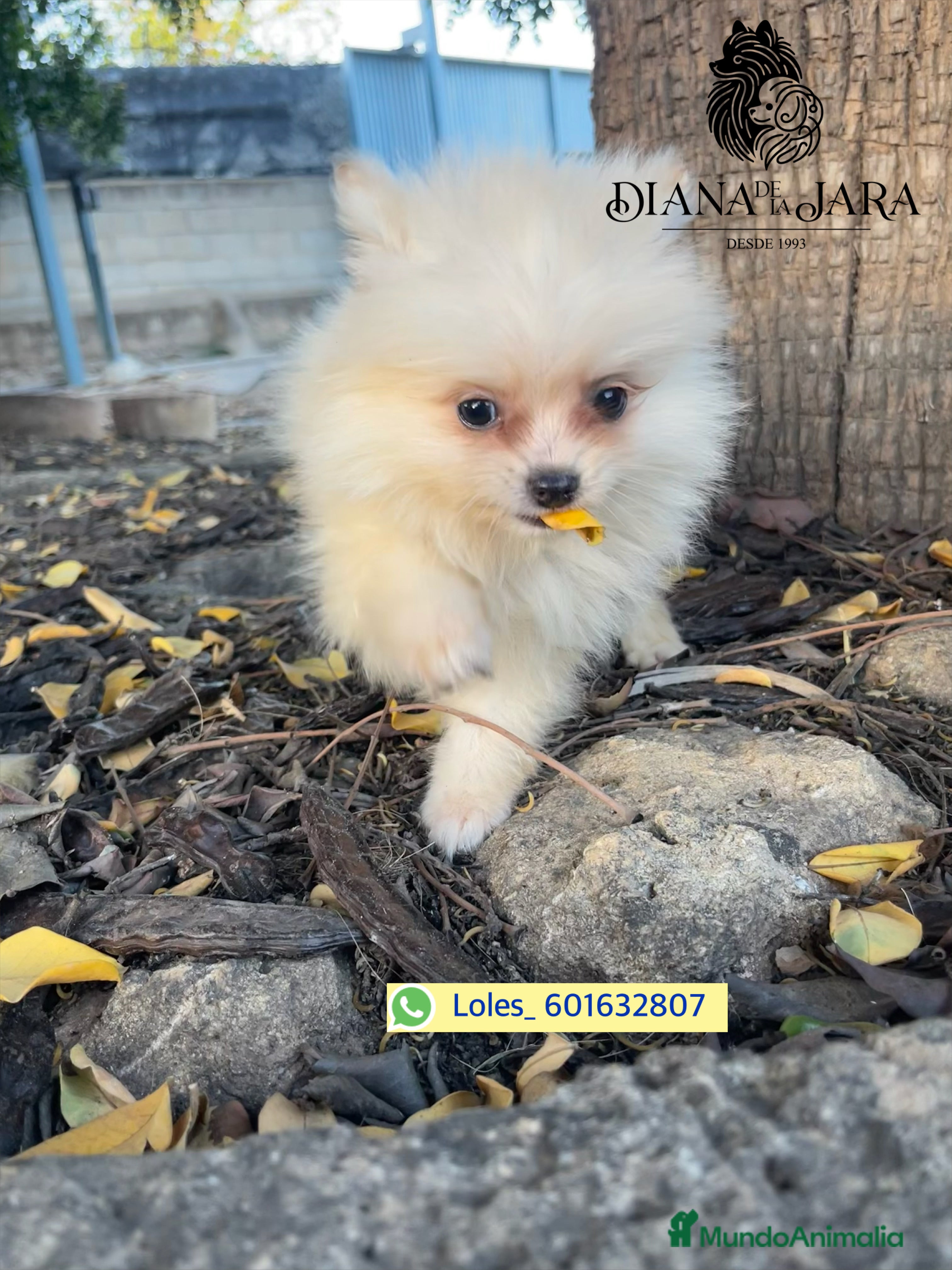 Pomerania perros Pomerania  - Anuncio 36