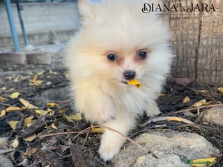 Pomerania perros - Anuncio 32