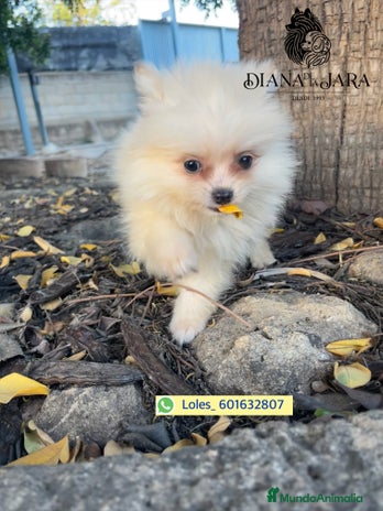 Pomerania perros - Anuncio 16