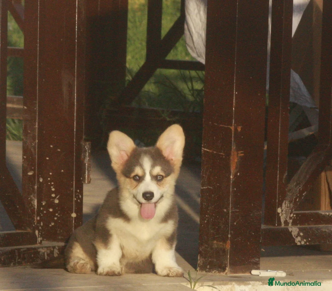Welsh Corgi Pembroke perros en venta: Corgi blue  - Anuncio 6