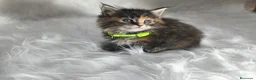 Maine Coon gatos en venta: Hembras f Maine Coon  - Anuncio 2