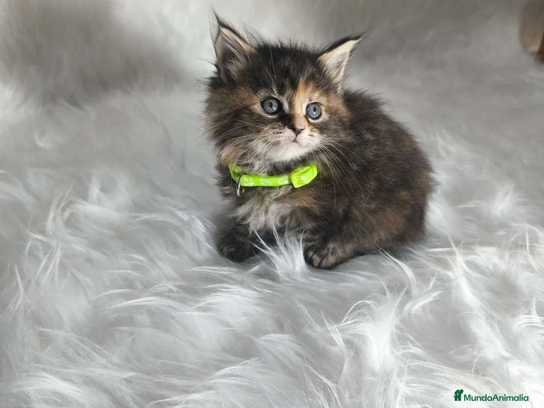 Maine Coon gatos en venta: Hembras f Maine Coon  - Anuncio 2