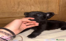 Bulldog Francés perros en venta: Bulldog francés Fufly exotico!! - Anuncio 1