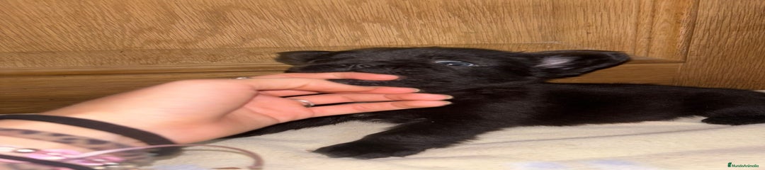 Bulldog Francés Cachorro 3