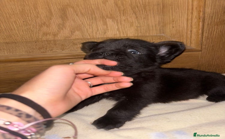 Bulldog Francés perros Bulldog francés Fufly exotico!! - Anuncio 1