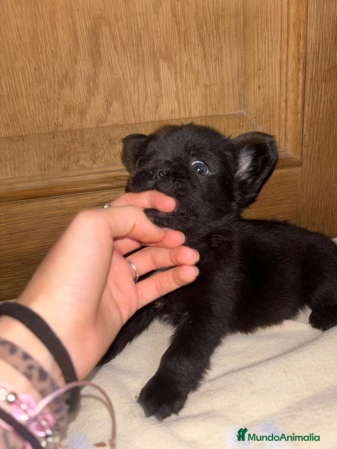 Bulldog Francés perros en venta: Bulldog francés Fufly exotico!! - Anuncio 1