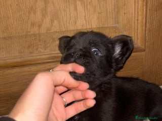 Bulldog Francés perros Bulldog francés Fufly exotico!! - Anuncio 1