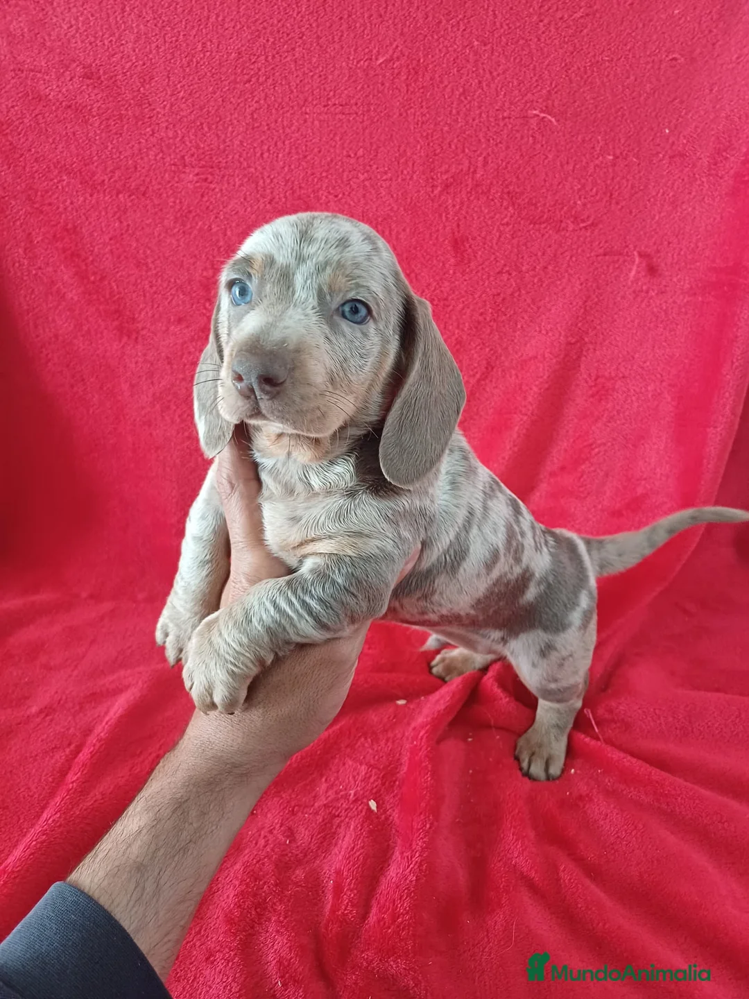 Teckel perros en venta: Teckel  - Anuncio 2