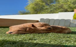 Caniche Toy perros en venta: CANICHE TOY - Imagen 6