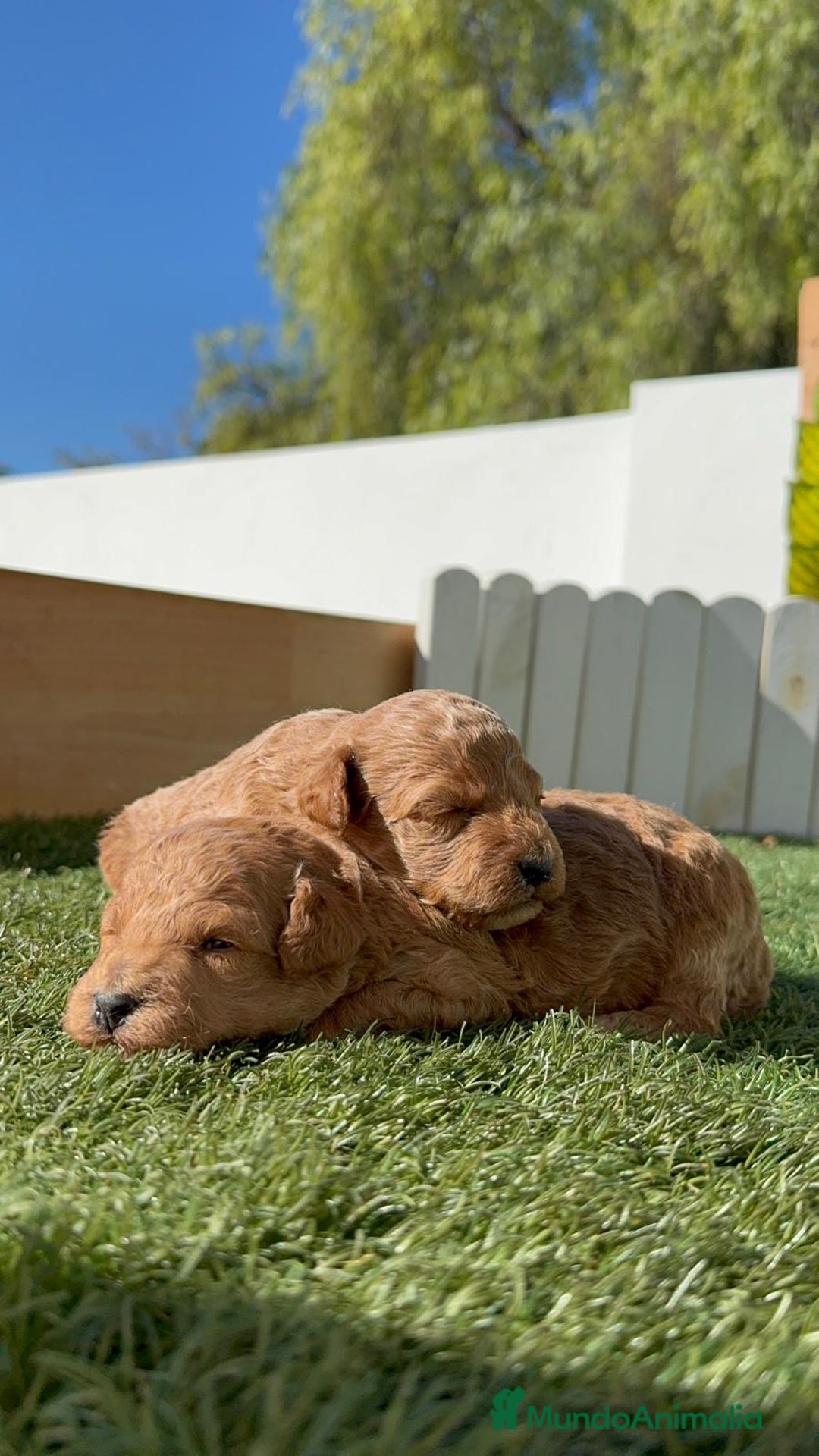 Caniche Toy perros en venta: CANICHE TOY - Imagen 6