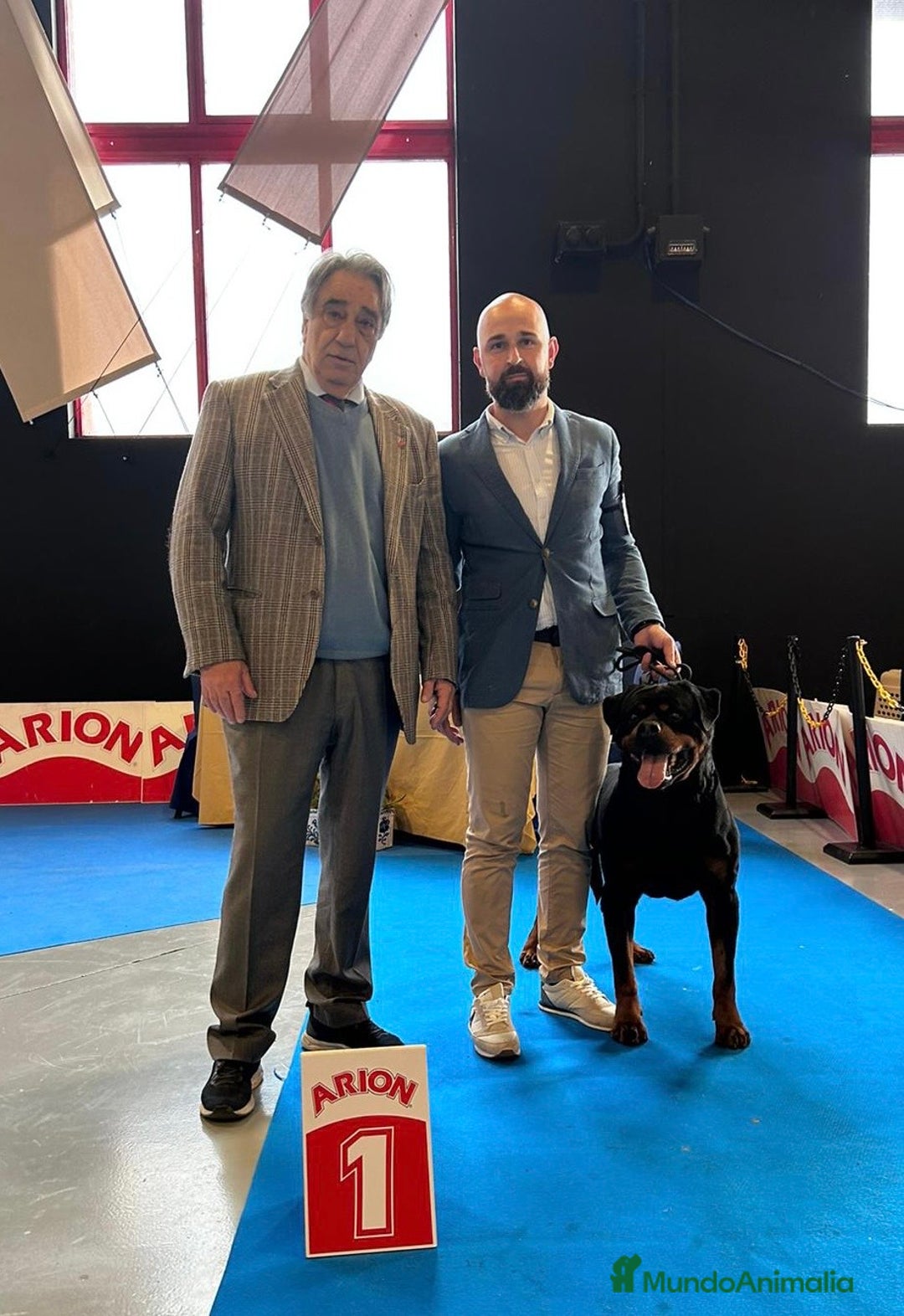 Rottweiler perros para monta: Rottweiler para montas - Anuncio 5