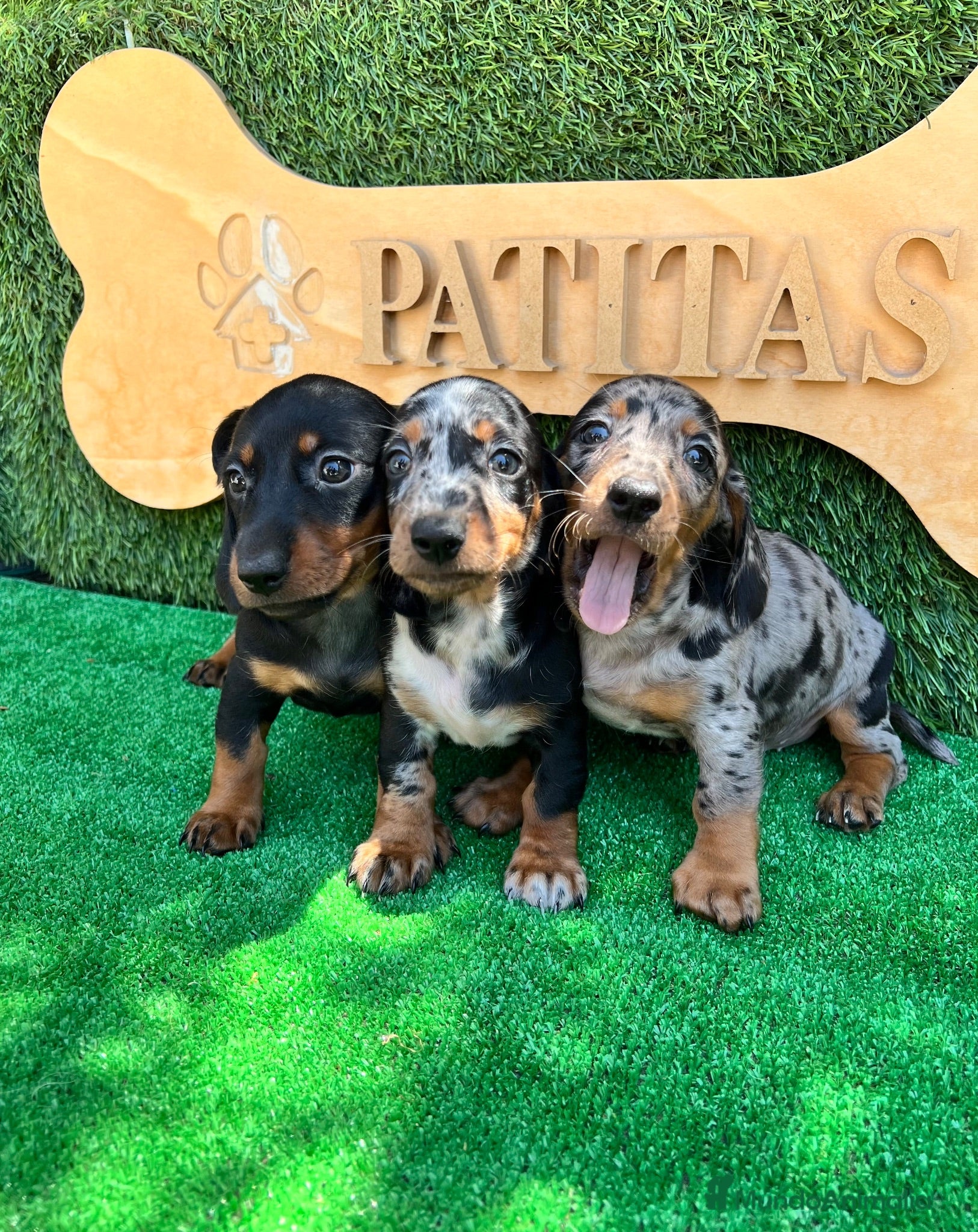 Teckel Miniatura perros Teckel mini - Anuncio 1