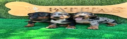 Teckel Miniatura perros en venta: Teckel mini - Anuncio 1