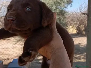 Labrador Retriever perros Listos para entregar!! Labradores chocolate en Córdoba - Anuncio 1
