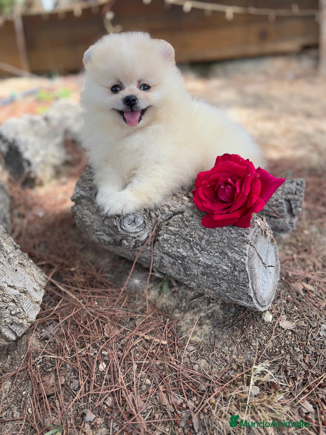 Pomerania perros en venta: Pomerania Macho disponible  - Imagen 4