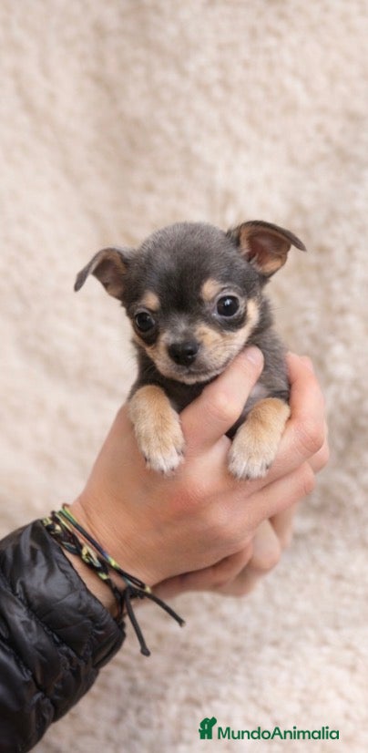 Chihuahua perros Chihuahuas varios colores  - Anuncio 1