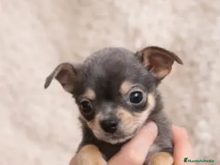 Chihuahua perros Chihuahuas varios colores - Anuncio 1