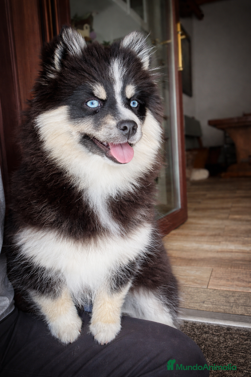 Pomsky perros Última hembra Pomsky mini F5 - Anuncio 18