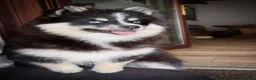 Pomsky perros en venta: Última hembra Pomsky mini F5 - Anuncio 2