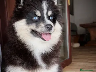 Pomsky perros Última hembra Pomsky mini F5 - Anuncio 18
