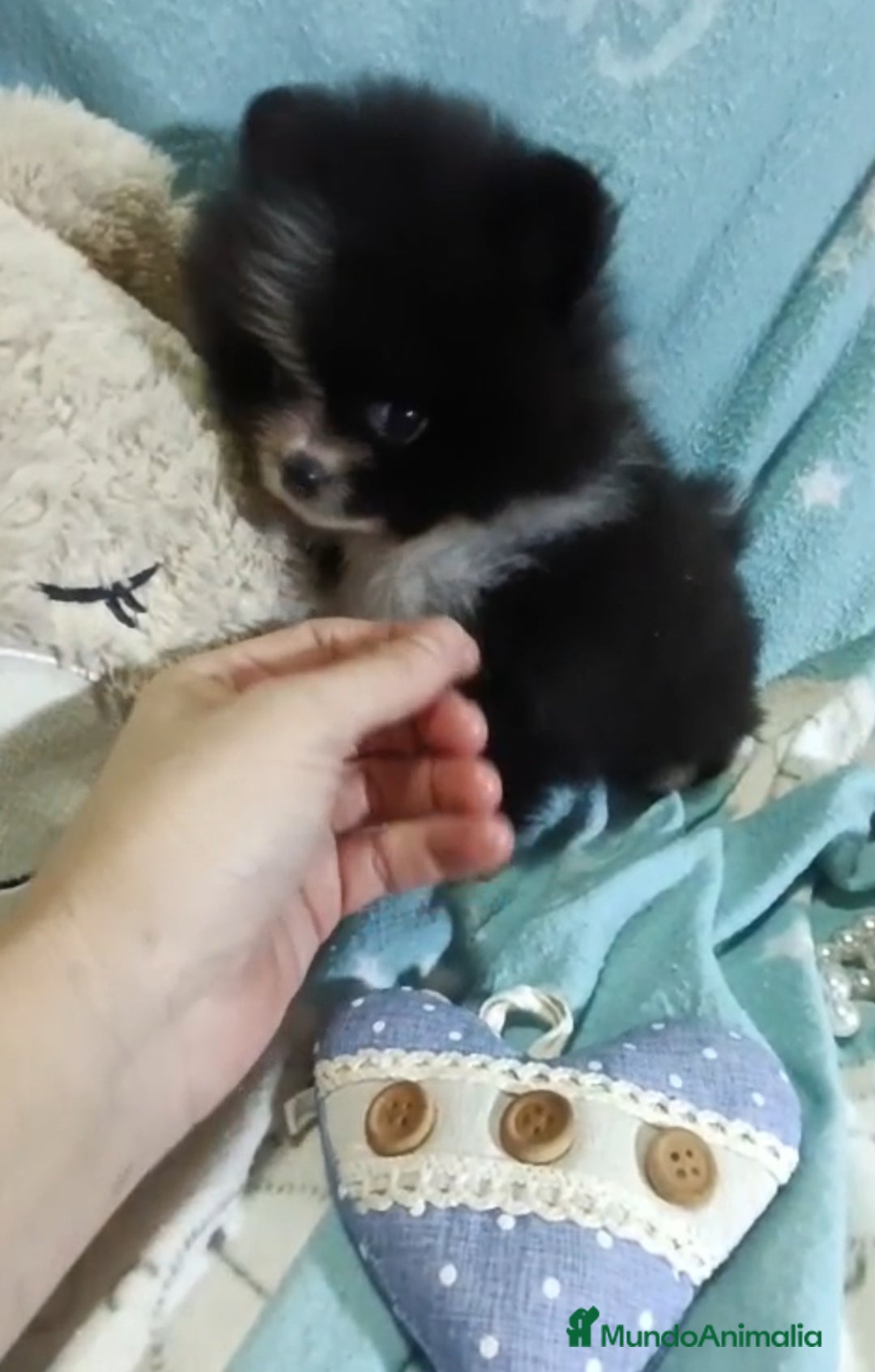 Pomerania perros en venta: ‼️POMERANIAS AMERICANOS TAMAÑO TOY - Anuncio 5