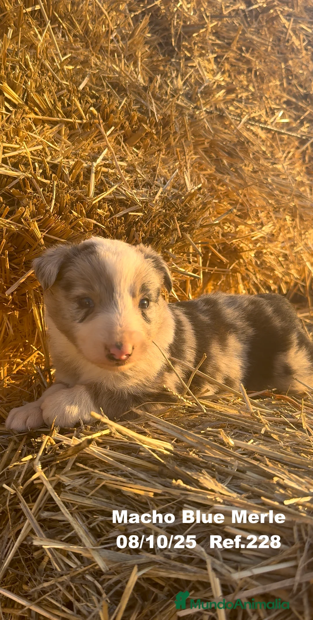 Border Collie perros en venta: Border Collie Blue Merle - Anuncio 13