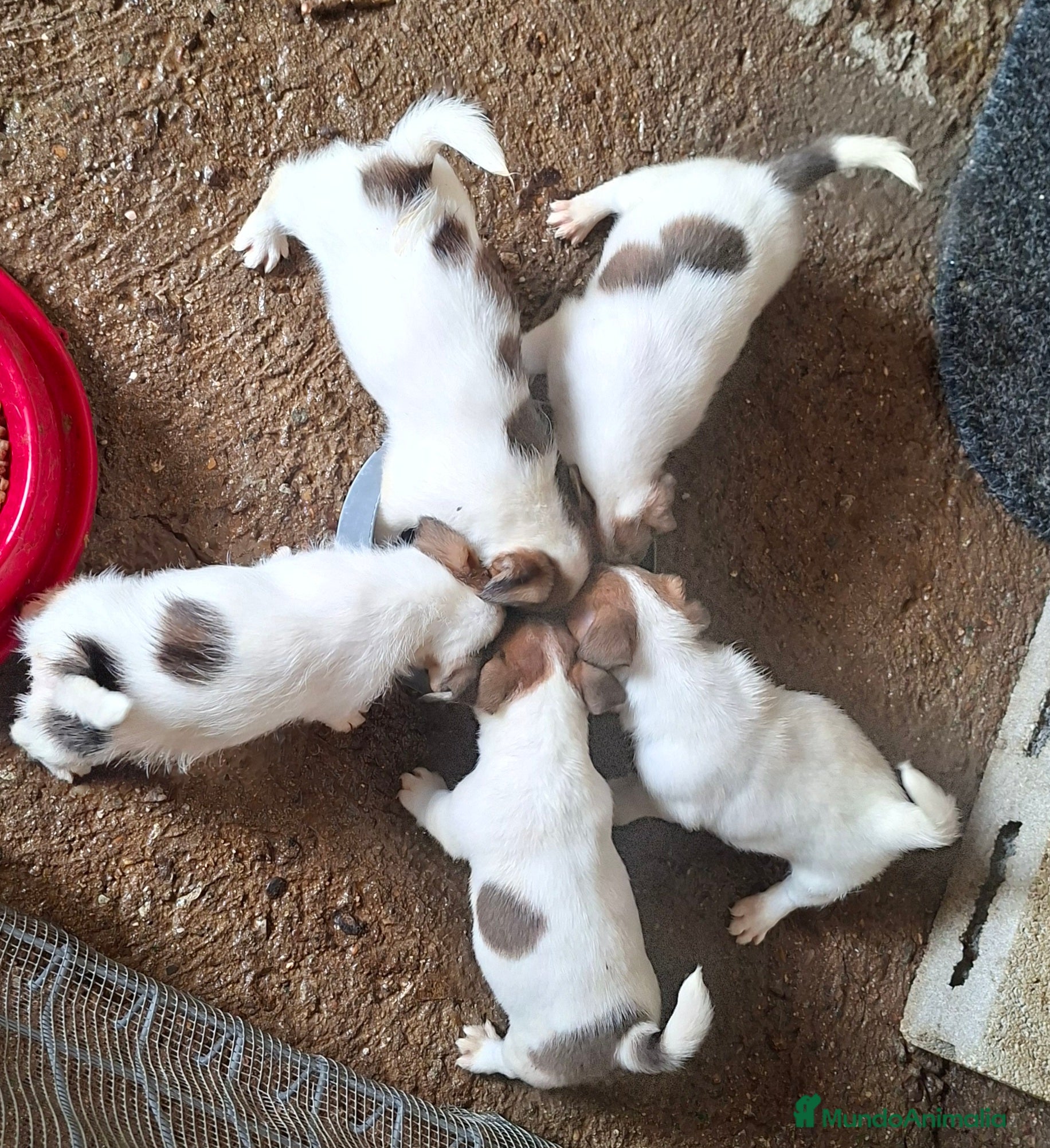 Jack Russell Terrier perros Jack Russell - Anuncio 8