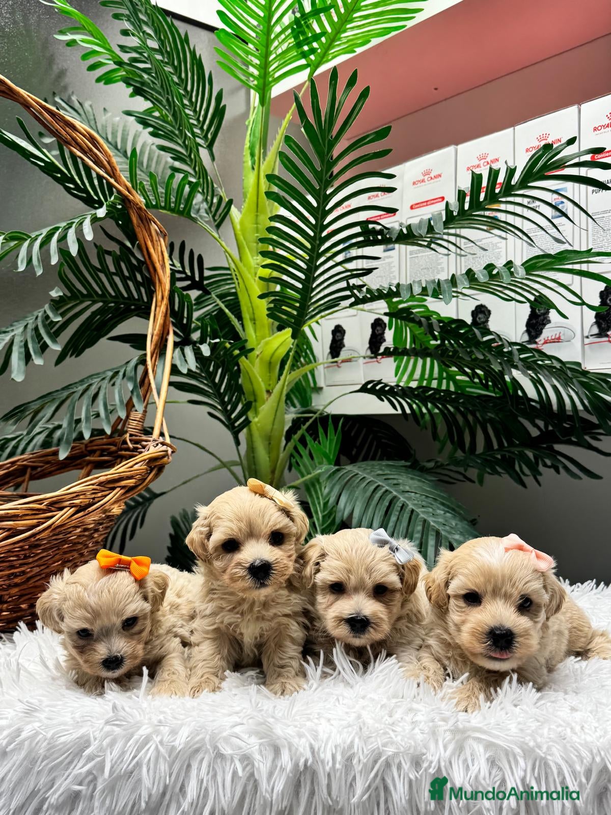 Maltipoo perros en venta: MALTIPOO - Anuncio 3