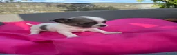 Chihuahua perros en venta: PRECIOSOS CHIHUAHUA RUSO Y ASIÁTICO  - Anuncio 1