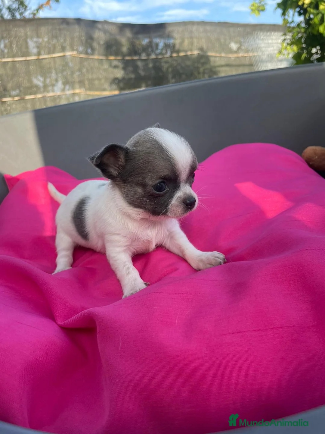 Chihuahua perros en venta: PRECIOSOS CHIHUAHUA RUSO Y ASIÁTICO  - Anuncio 1