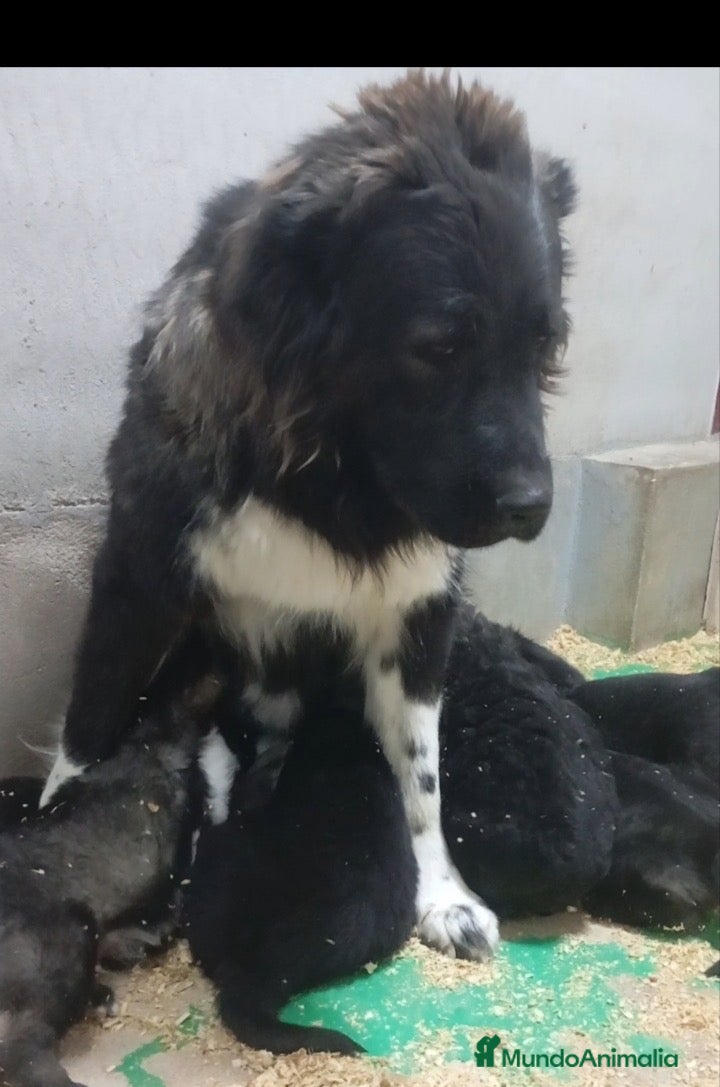 Pastor del Cáucaso perros en venta: Cachorros pastor del Cáucaso  - Anuncio 1