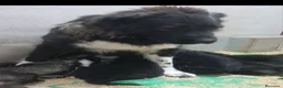 Pastor del Cáucaso perros en venta: Cachorros pastor del Cáucaso  - Anuncio 1