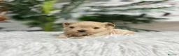 Maltipoo perros en venta: MALTIPOO 100% COREANO - Anuncio 7