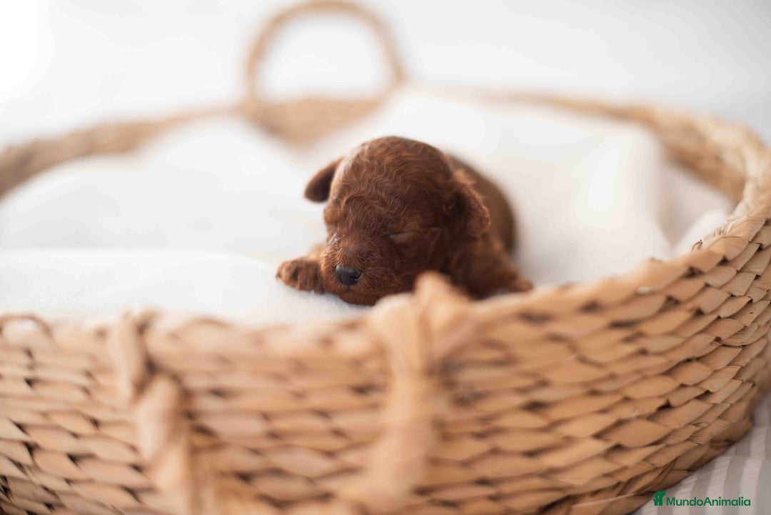 Caniche Toy perros en venta: Caniche toy rojo - Anuncio 3