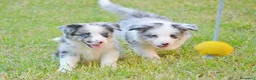 Border Collie perros en venta: camada de border collie  - Anuncio 17