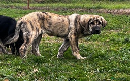 Mastín Español perros en venta: Mastín Español Tradicional Ganadero - Imagen 8