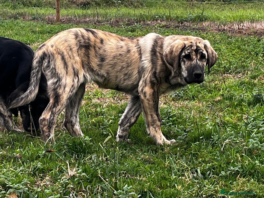 Mastín Español perros en venta: Mastín Español Tradicional Ganadero - Imagen 8