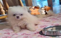 Pomerania perros en venta: Pomerania  - Imagen 3