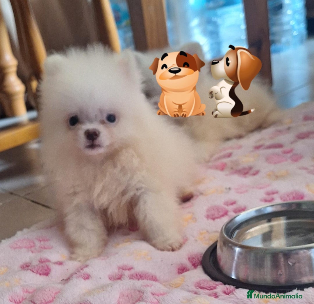 Pomerania perros en venta: Pomerania  - Imagen 3