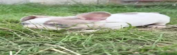 Bulldog Francés perros en venta: Bulldog frances  - Anuncio 6