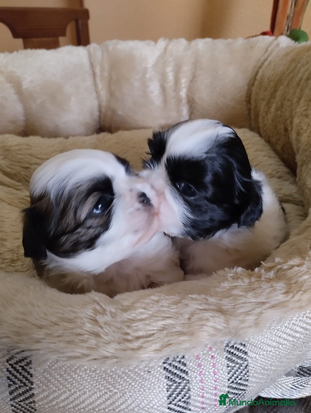 Shih Tzu perros en venta: Shih tzu mini - Imagen 2