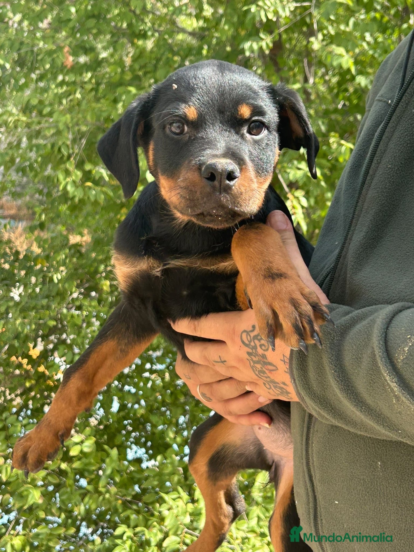 Rottweiler perros Rottweiler  - Anuncio 4