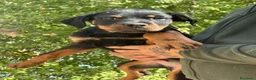 Rottweiler perros en venta: Rottweiler  - Anuncio 1